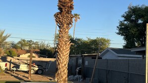 Una palmera alta en una zona ajardinada con una jardinera de hormigón.