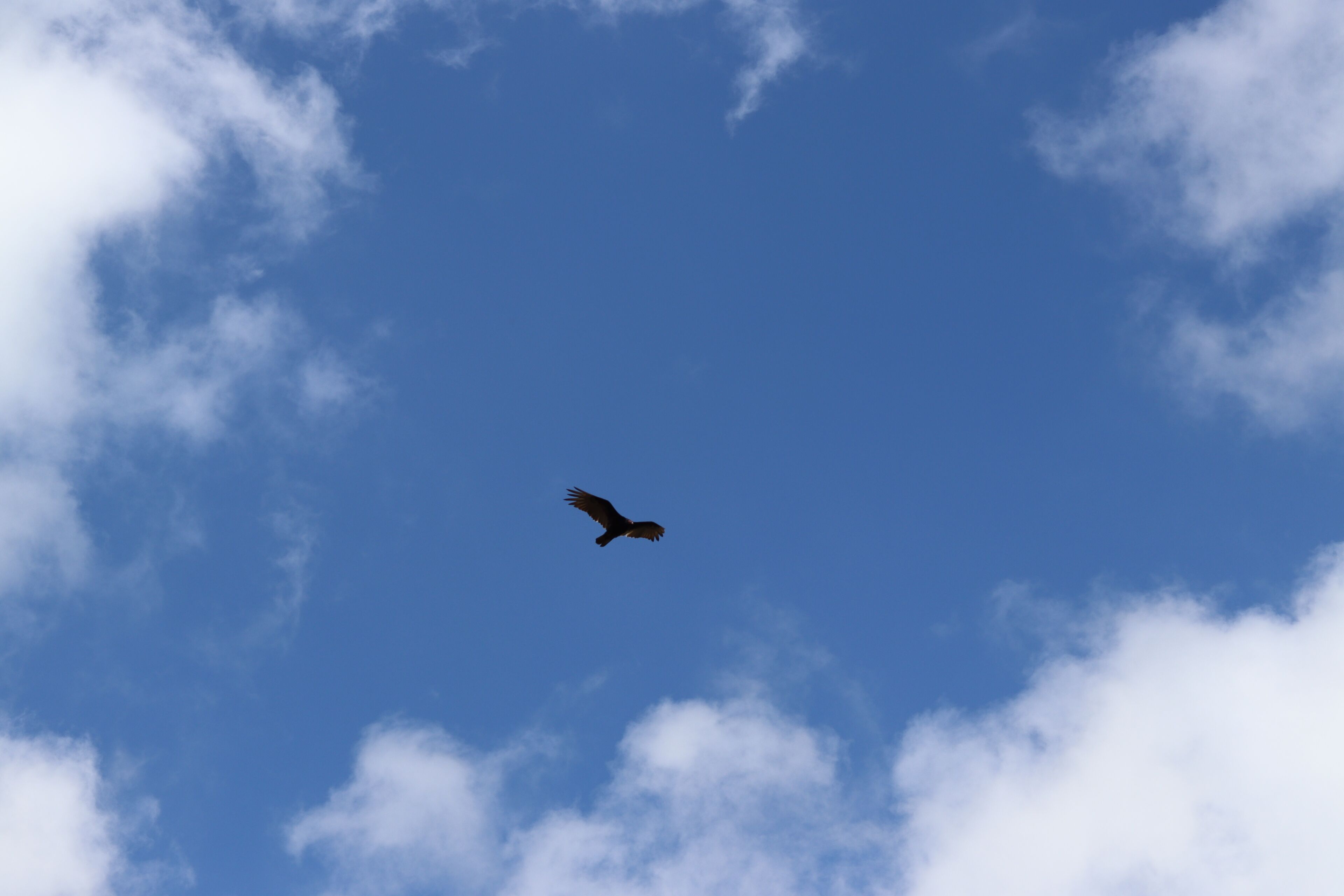 A bird flying in a clear blue sky with scattered clouds.
