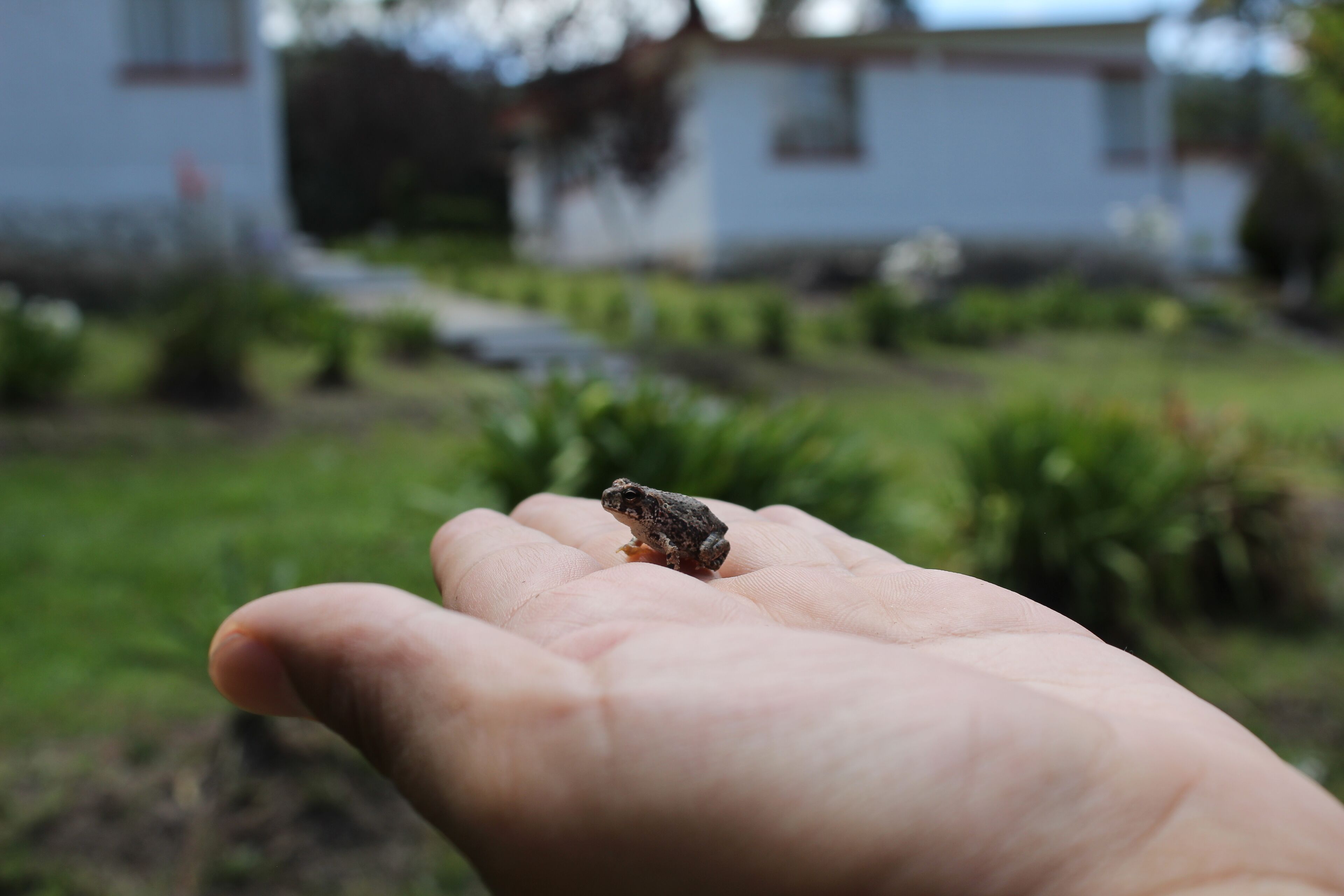 A hand holding a frog.