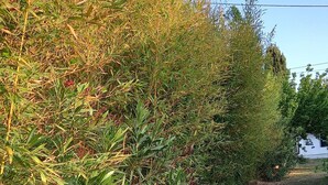 Un'area giardino con vegetazione fitta e un sentiero erboso.