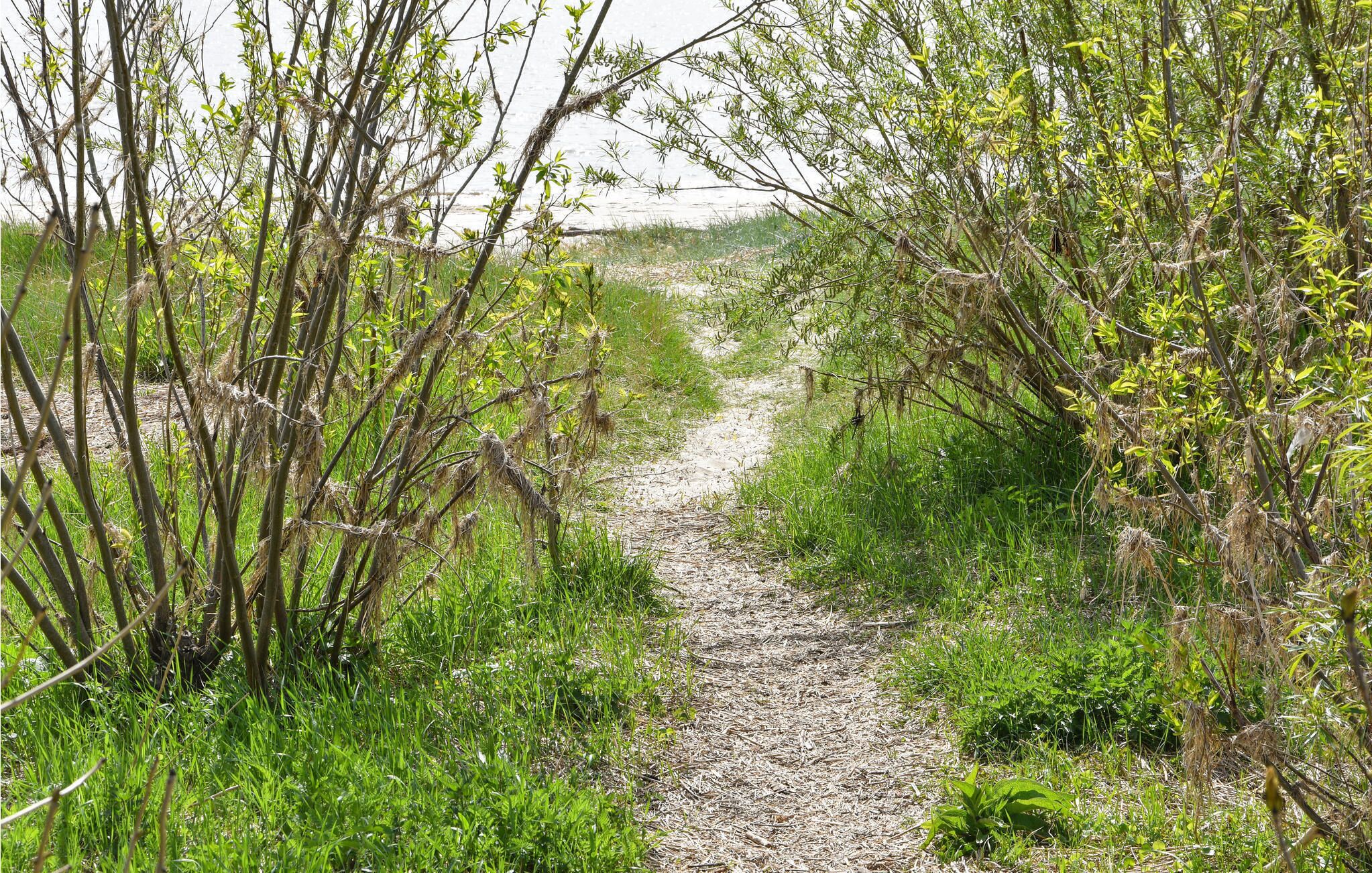 Un étroit sentier de gravier bordé d’une végétation luxuriante et d’arbres.