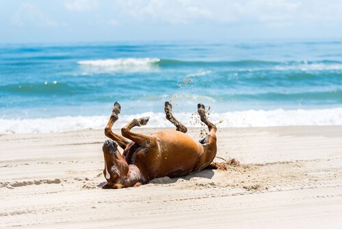 OWNERS WEEKS OPEN⭐NEW HOT TUB⭐️Heated Pool, Linens, Wifi, Tennis Courts, Dogs 