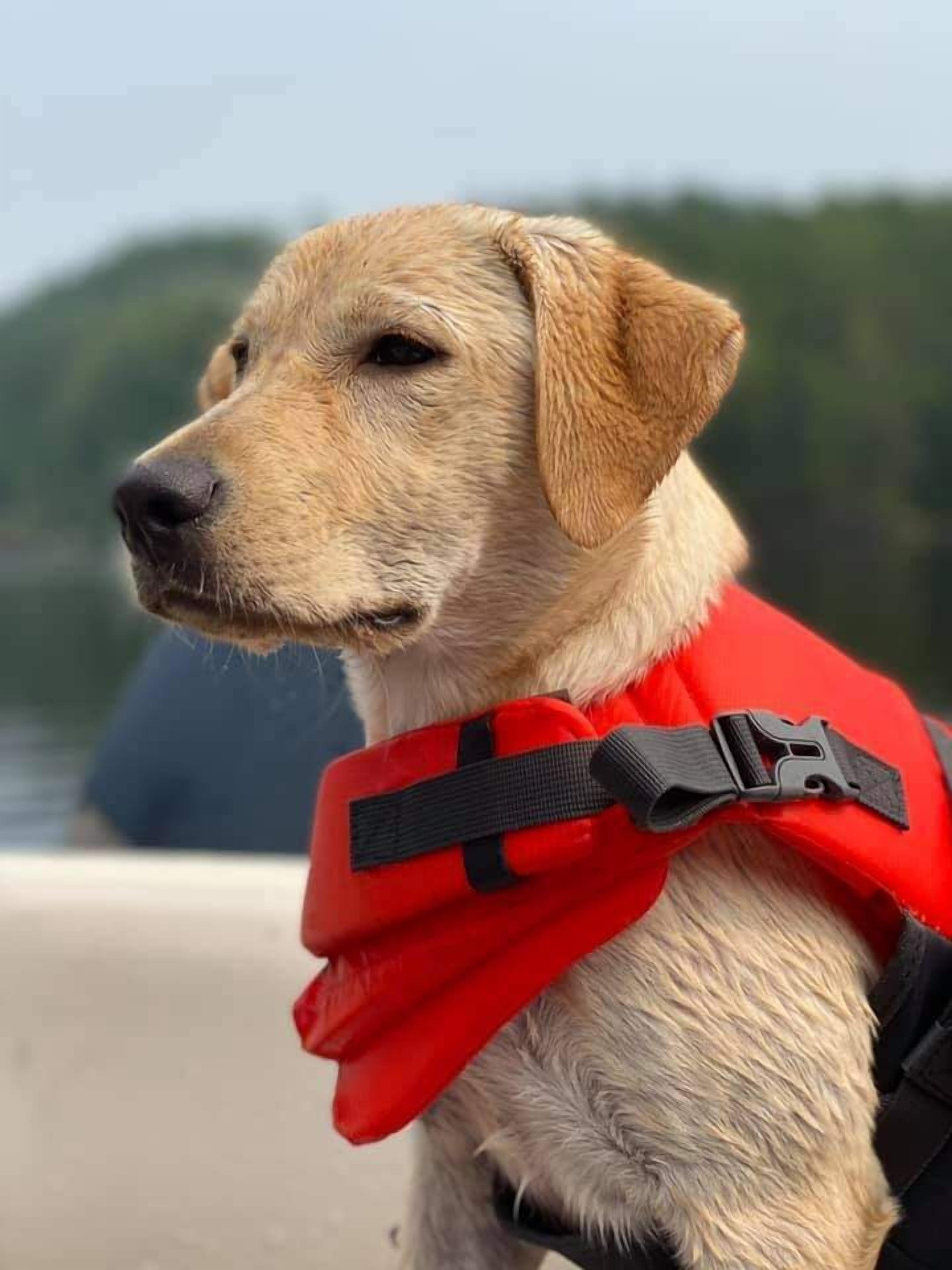 A dog wearing a red life jacket.