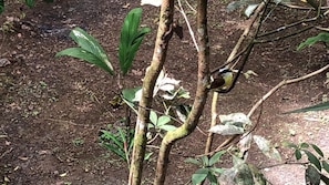 A bird perched on a branch with green leaves and a brown trunk.