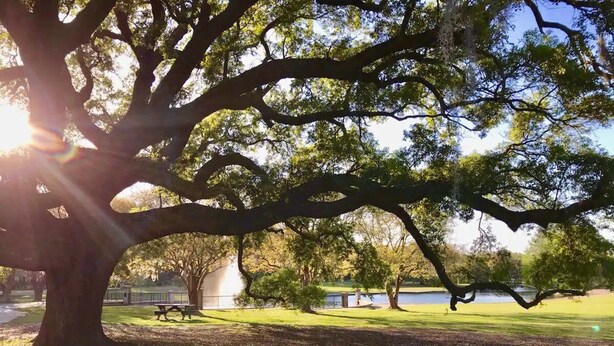Ein Park mit einem großen Baum, einer Bank und einem Gewässer im Hintergrund.