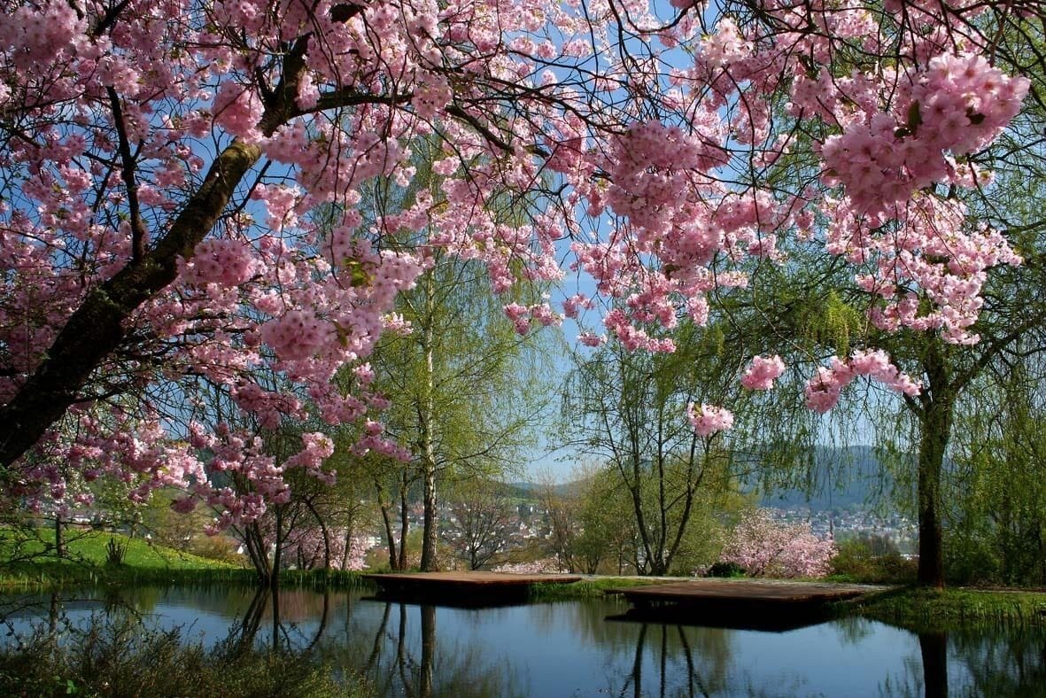 A serene park with cherry blossoms, a calm lake, and a distant view of a town.