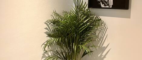 Una planta en maceta en un rincón, con un retrato blanco y negro enmarcado en la pared.