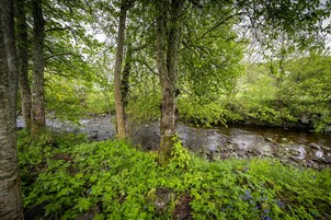 Un área boscosa con un arroyo, rodeada de abundante vegetación y árboles.