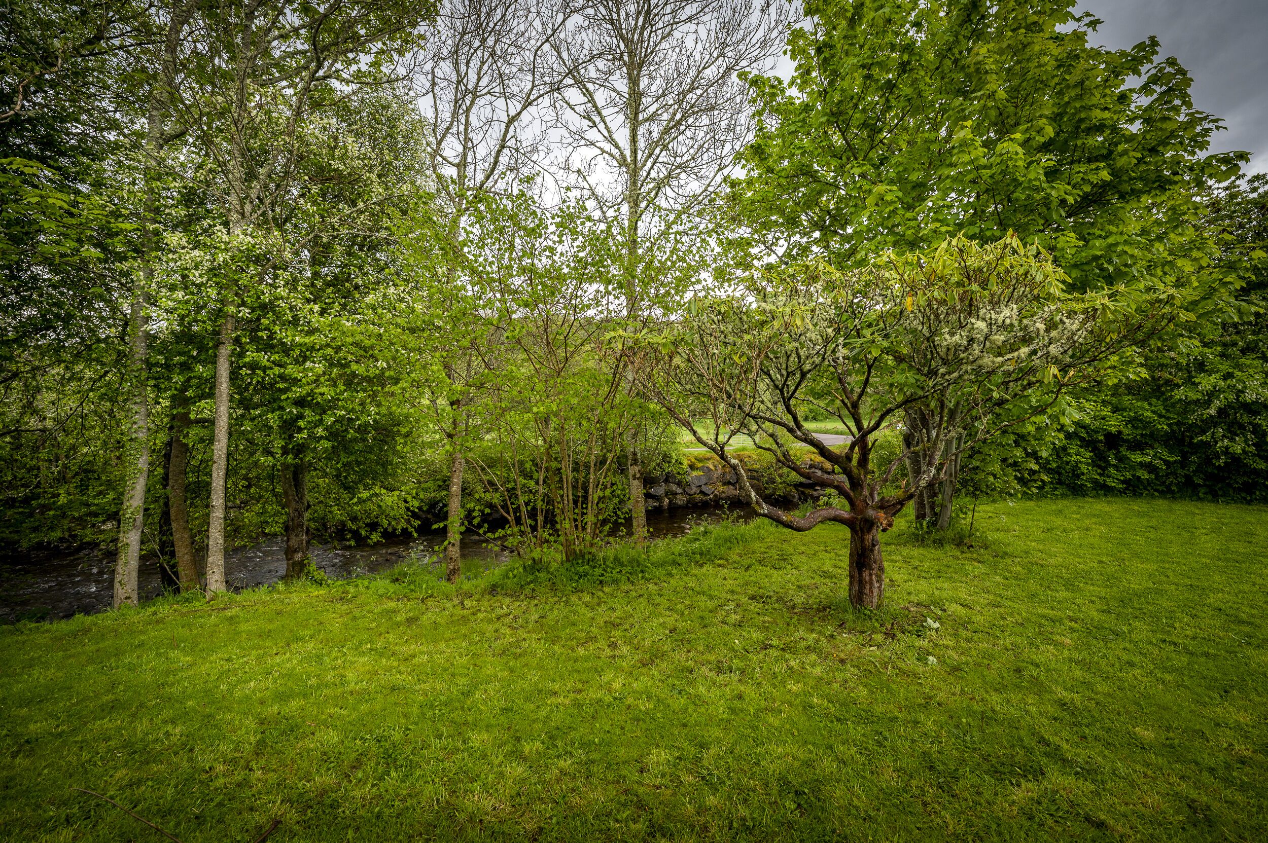 A grassy area with trees and a stream.