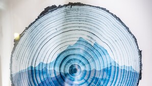 A cross-section of a tree trunk with concentric rings, labeled 'Mountain'.