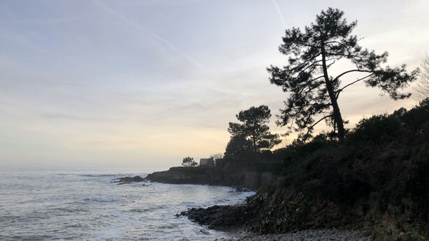 Una costa rocciosa con un pino, mare calmo e cielo sereno.