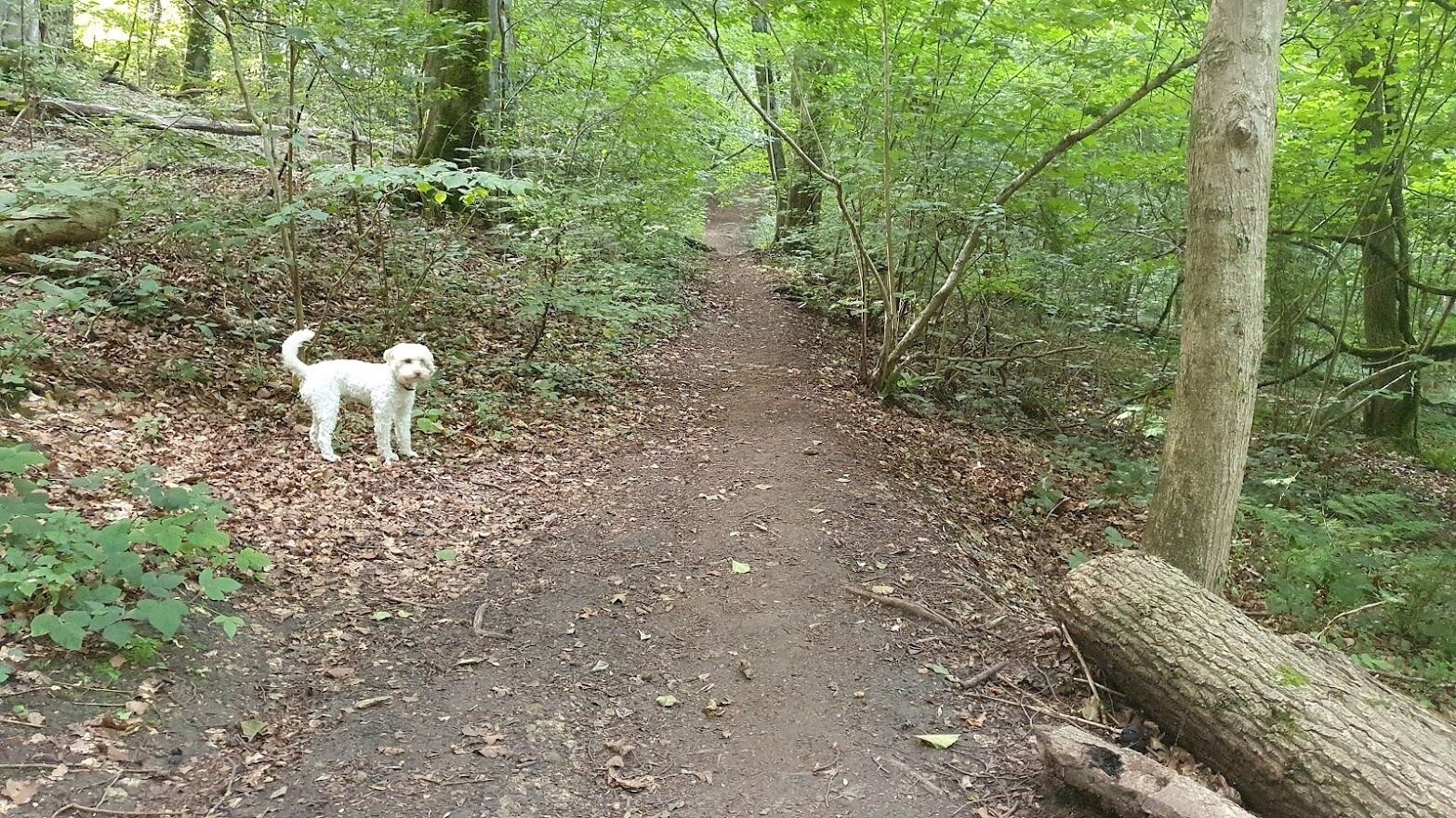 A forested path with a dog.
