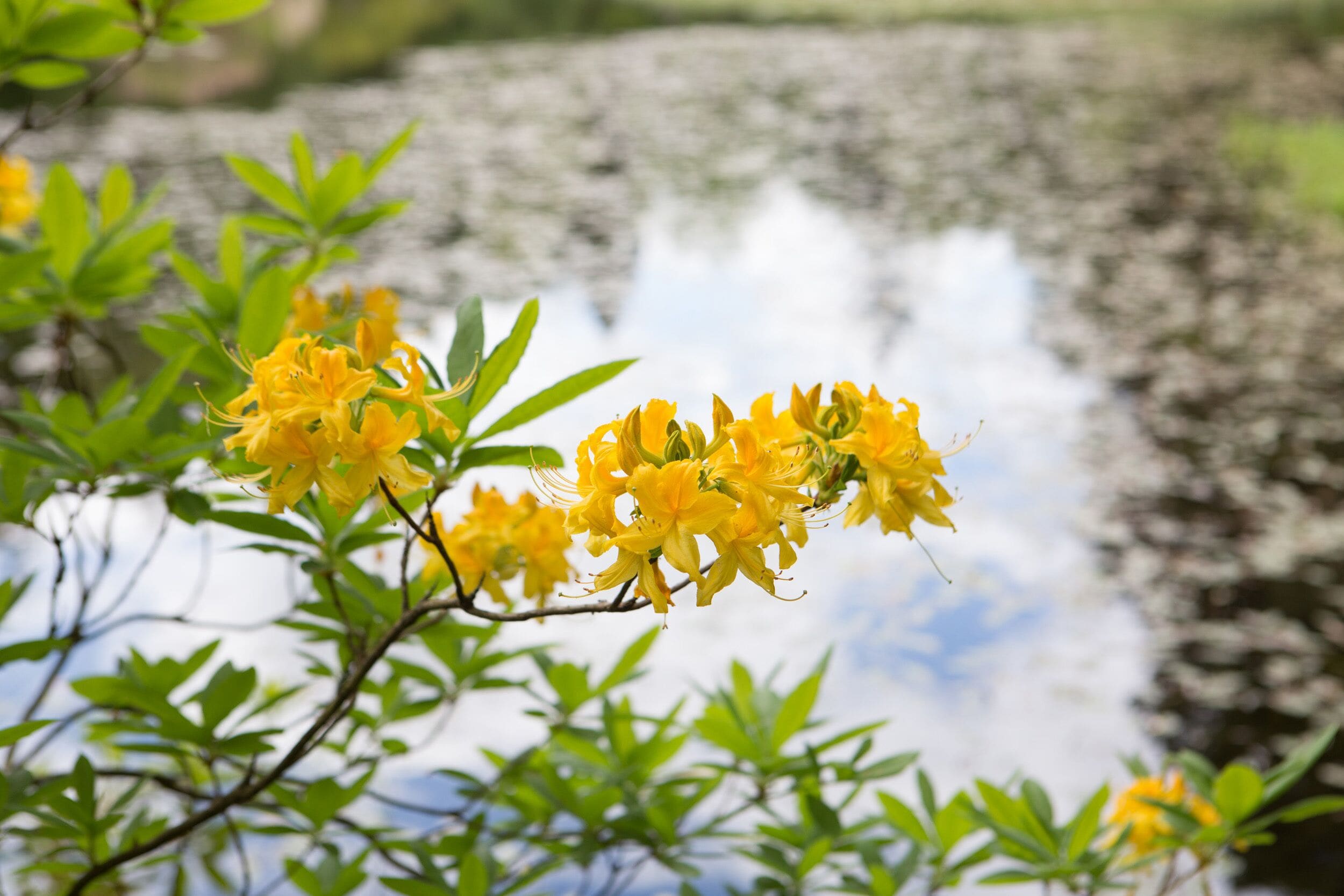 A close-up of yellow flowers with a blurred background of a body of water and greenery.