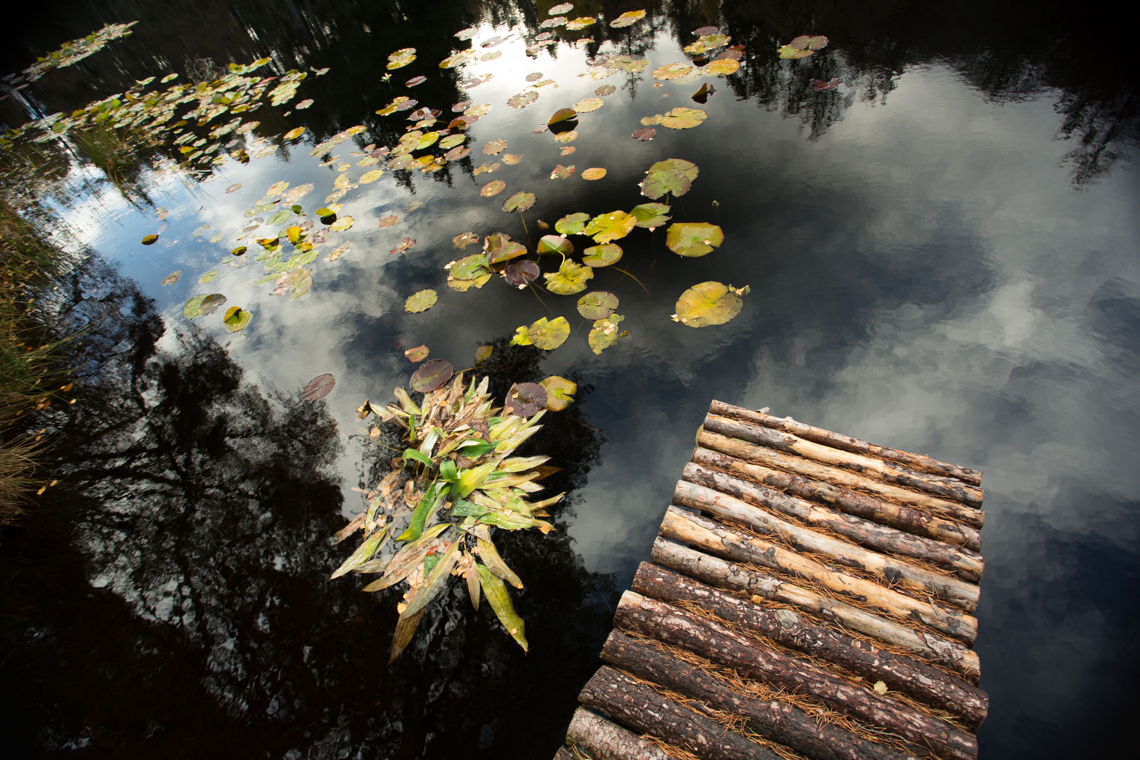 A wooden dock extending into a calm body of water with lily pads and a plant on the edge.