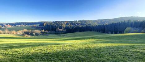 Un champ herbeux avec une forêt en arrière-plan.