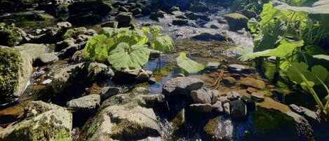 A natural stream with rocks and greenery.