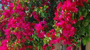 A garden with vibrant pink bougainvillea flowers and exposed tree roots against a building wall.