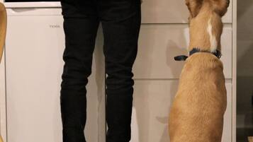 A person standing at a kitchen counter with a dog sitting on the floor.