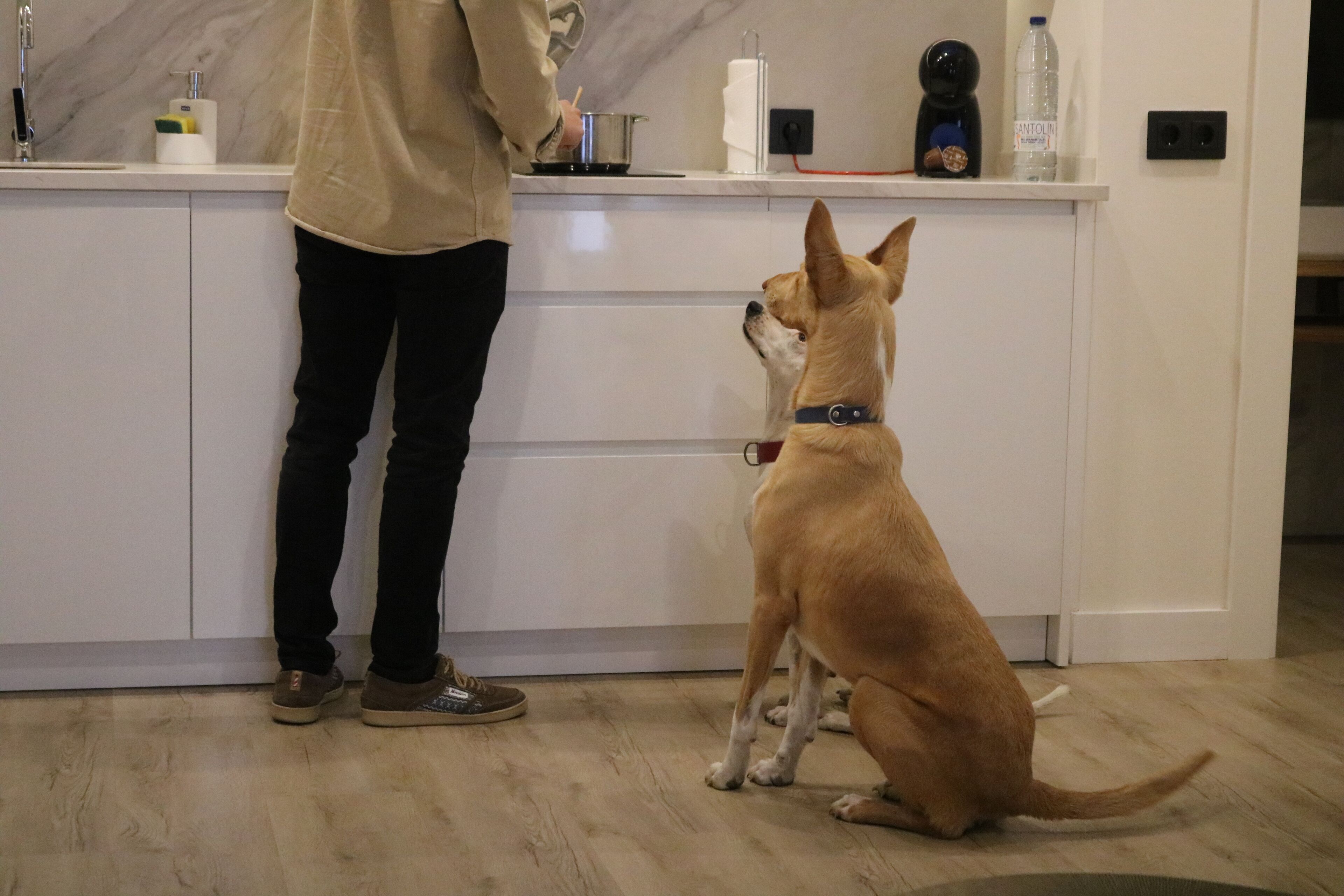 A person standing at a kitchen counter with a dog sitting on the floor.