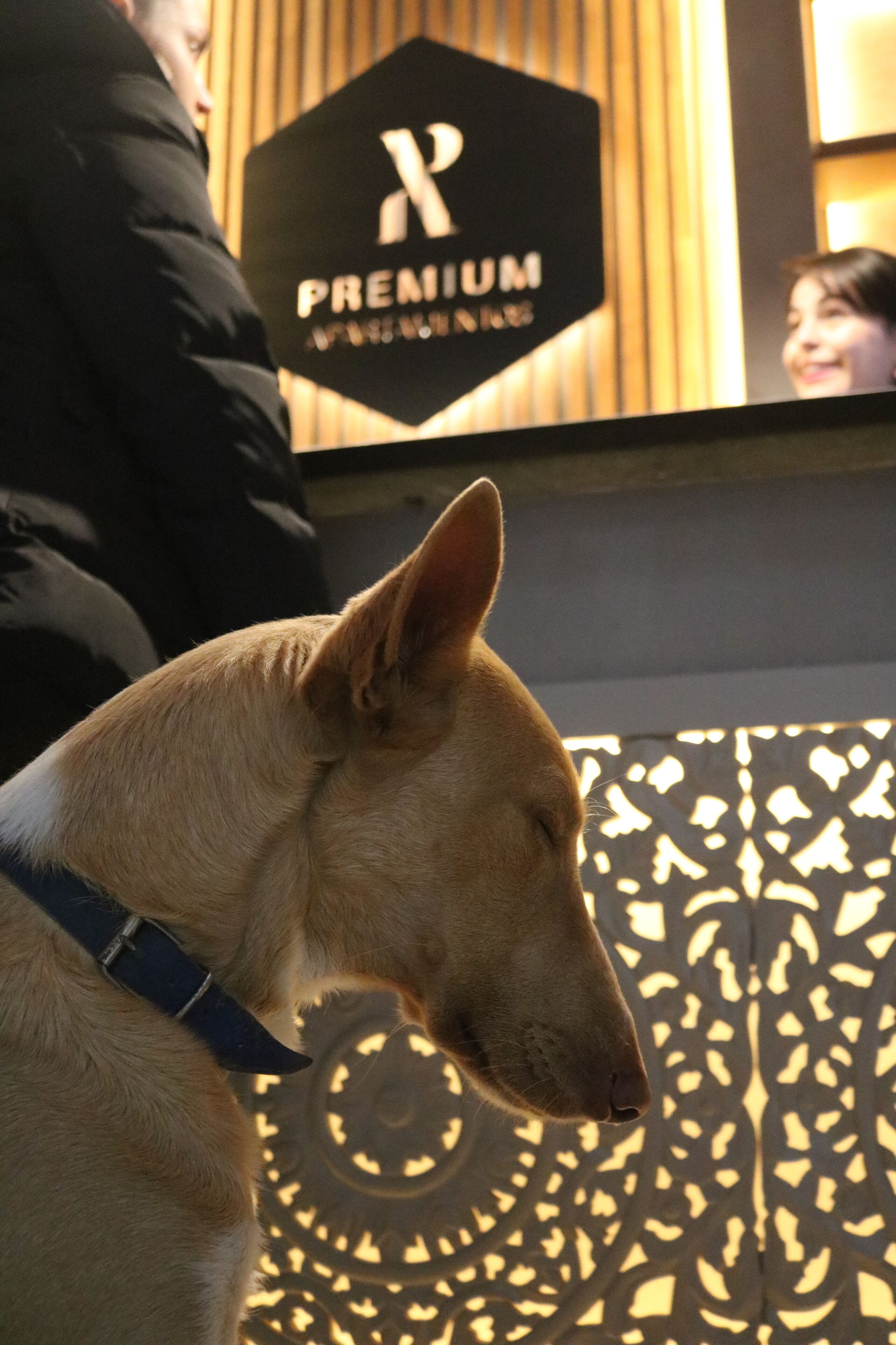 A dog with a collar in front of a sign that reads "X PREMIUM".