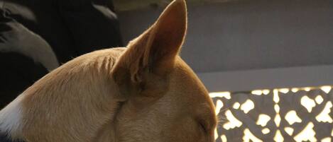 A dog with a collar in front of a sign that reads "X PREMIUM".