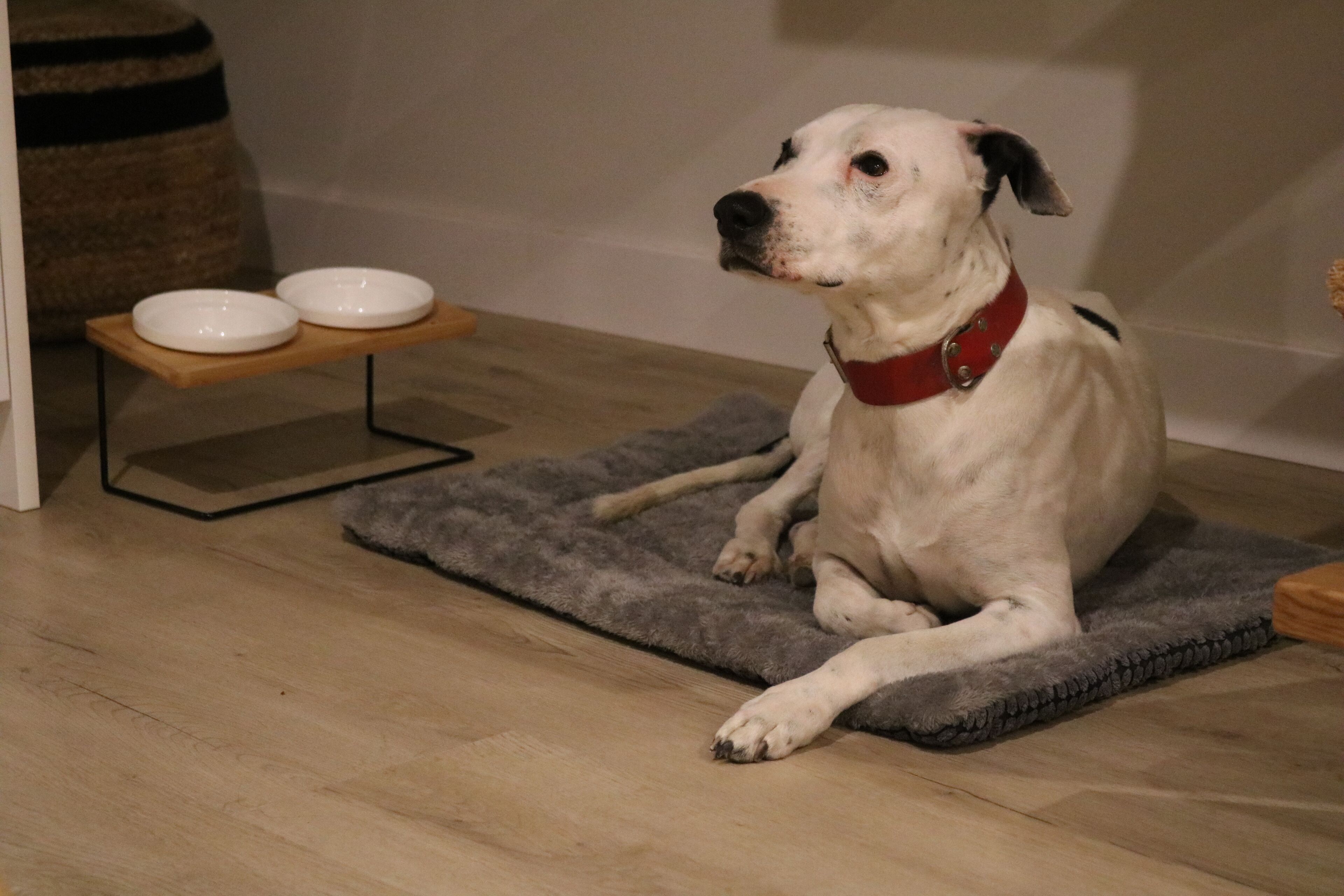 A white dog with a red collar sitting on a gray mat in a room with wooden flooring.