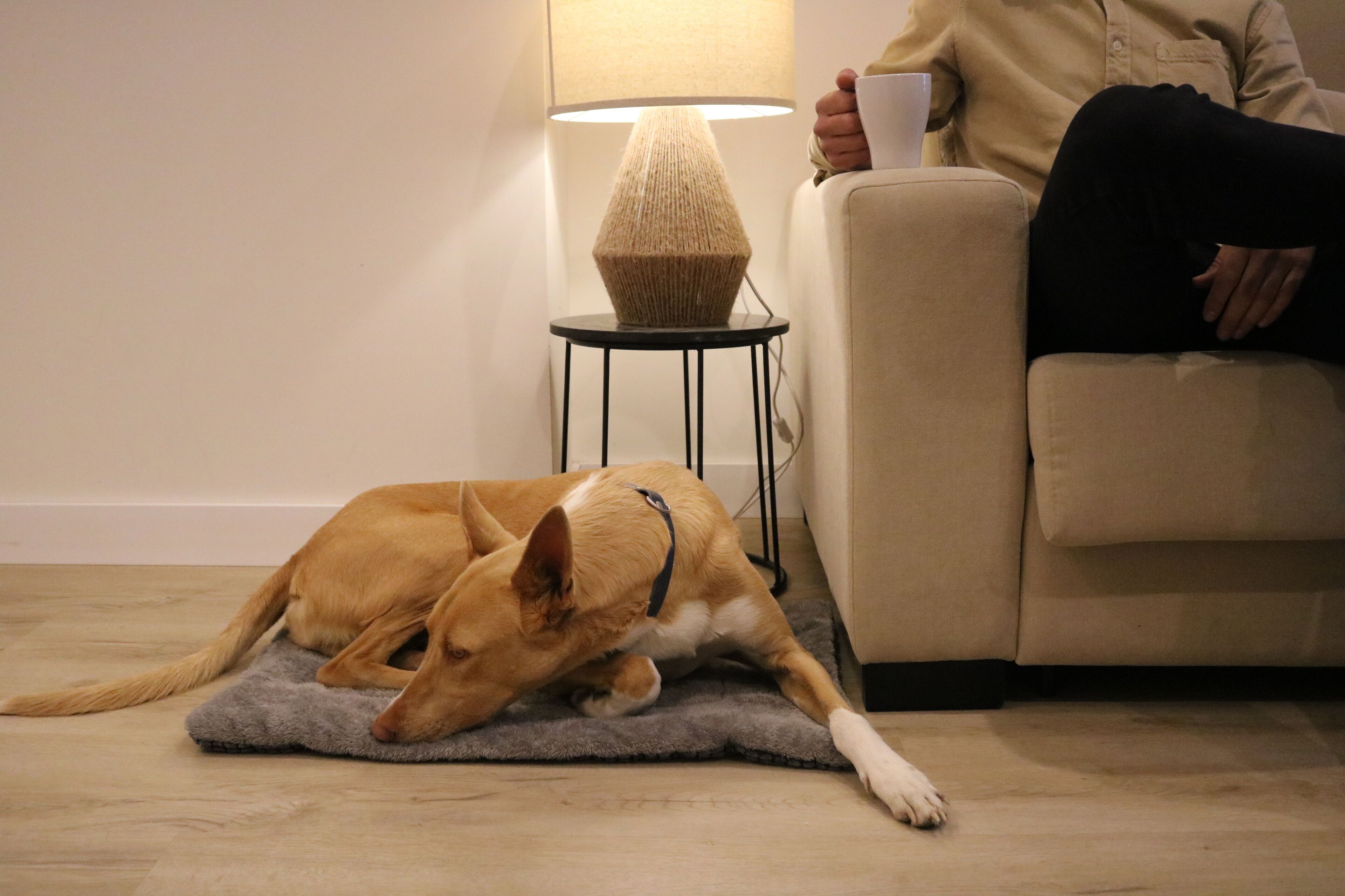 A dog lying on a mat next to a lamp and a sofa.