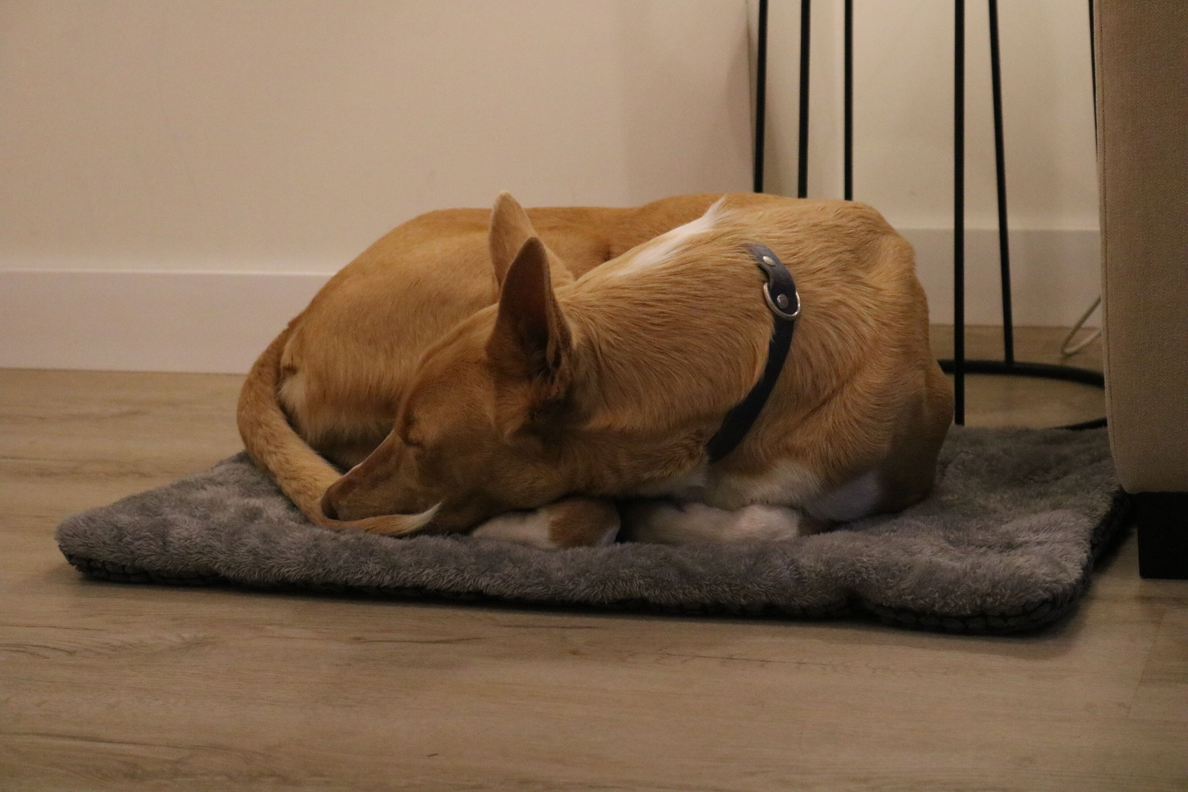 En hund som vilar på en grå hundsäng i ett rum med trägolv och en svart golvlampa.