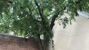 A backyard with a brick wall, a tree, a barbecue grill, a picnic table, and potted plants. - Hotel Pratt- Cooperstown, NY- Baseball Central- Downtown- (Cooperstown)