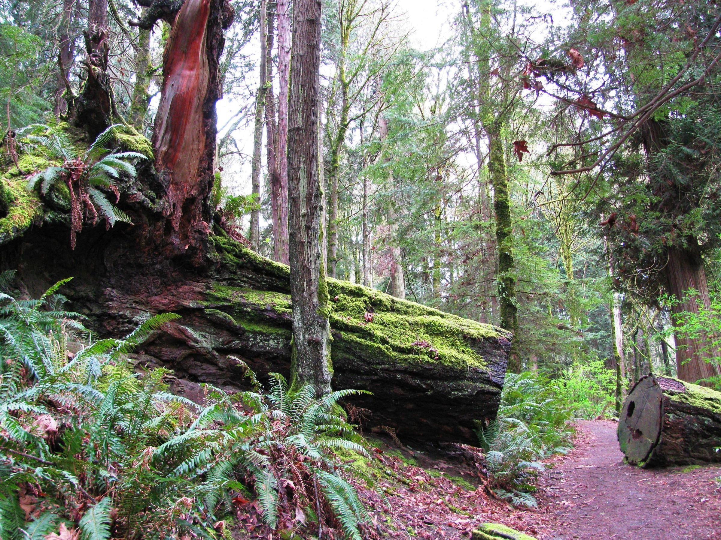 A forested area with a fallen log, ferns, and a path.