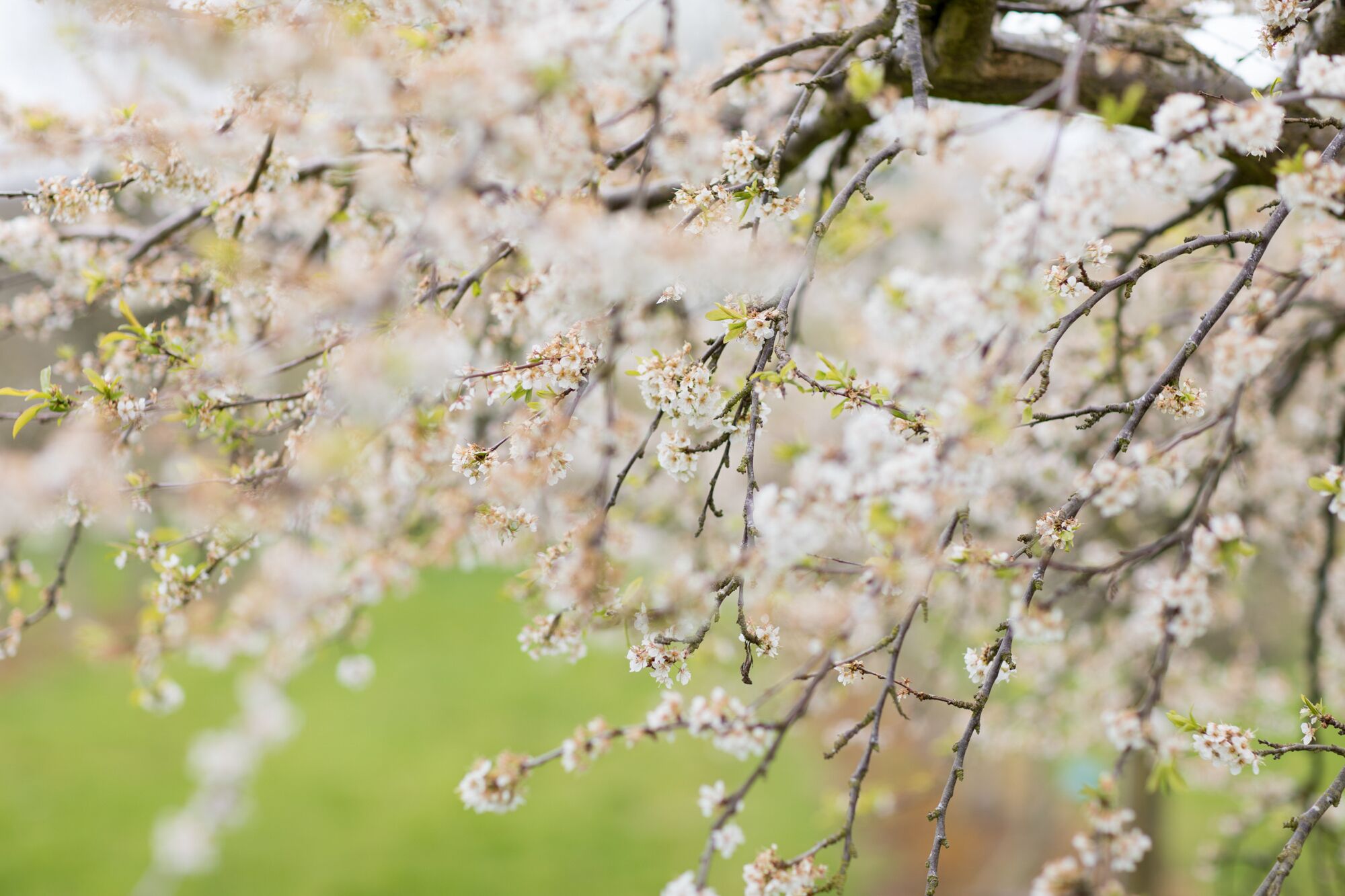 Un arbre amb nombroses petites flors blanques.
