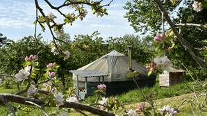 A yurt with a conical roof, surrounded by blooming trees and grass. - Dragon Orchard Retreat (Ledbury)