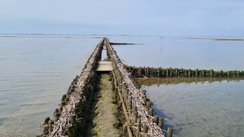 Un muelle de madera largo y estrecho se adentra en una masa de agua tranquila, rodeado de abundante vegetación.
