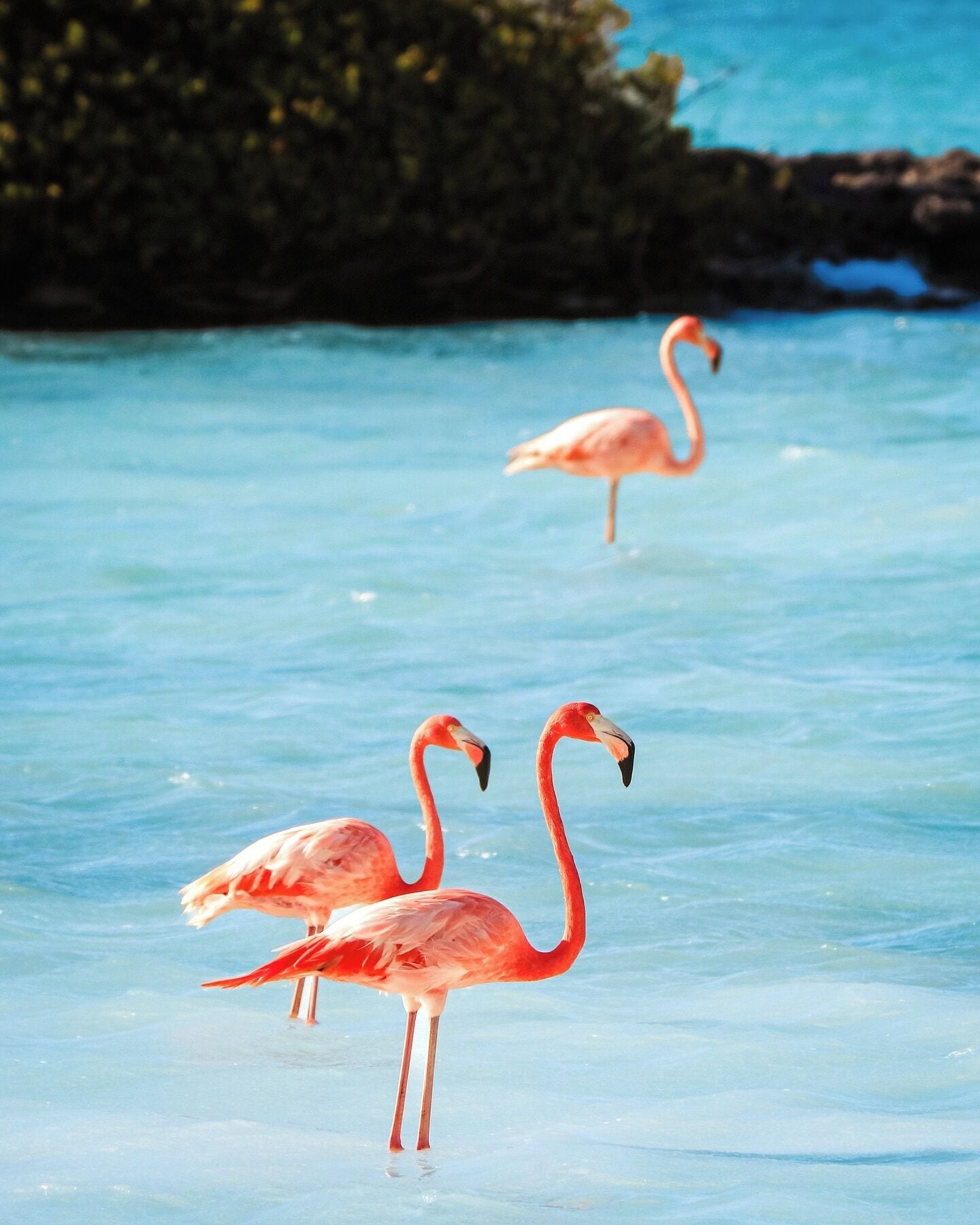 Two flamingos standing in shallow water with a rocky background.