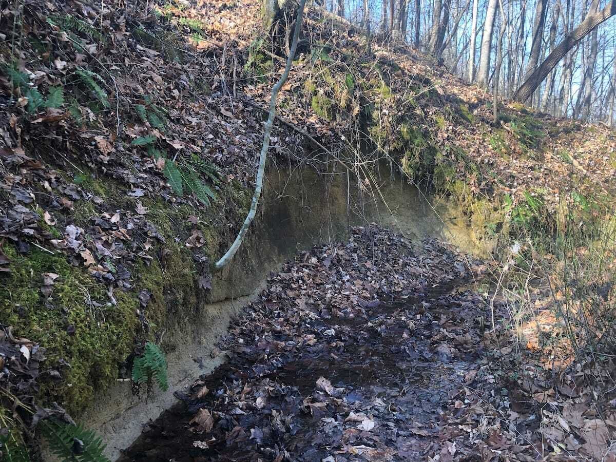 Un estrecho canal de agua cubierto de hojas en un área boscosa.