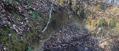 Un estrecho canal de agua cubierto de hojas en un área boscosa.