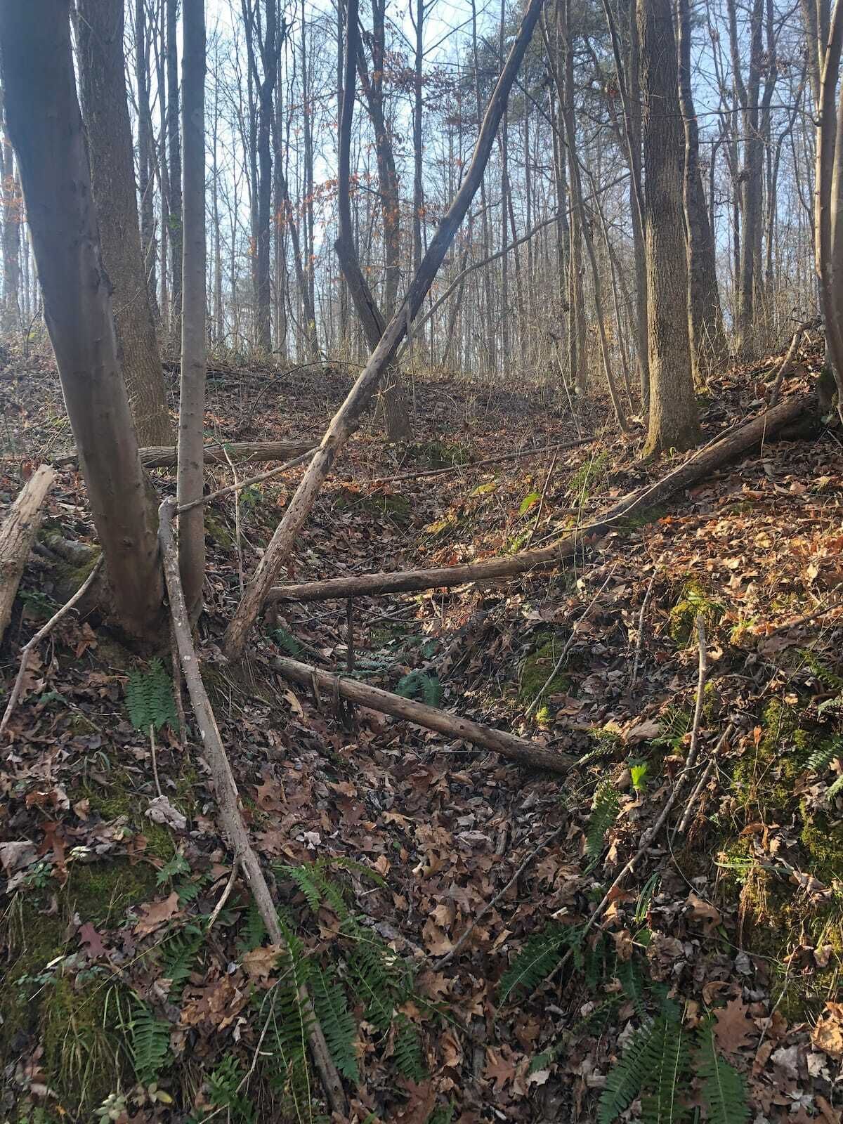 A forested area with fallen trees and leaf-covered ground.