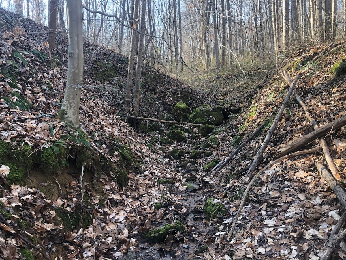 Une zone boisée avec un ruisseau, des feuilles mortes et des rochers couverts de mousse.