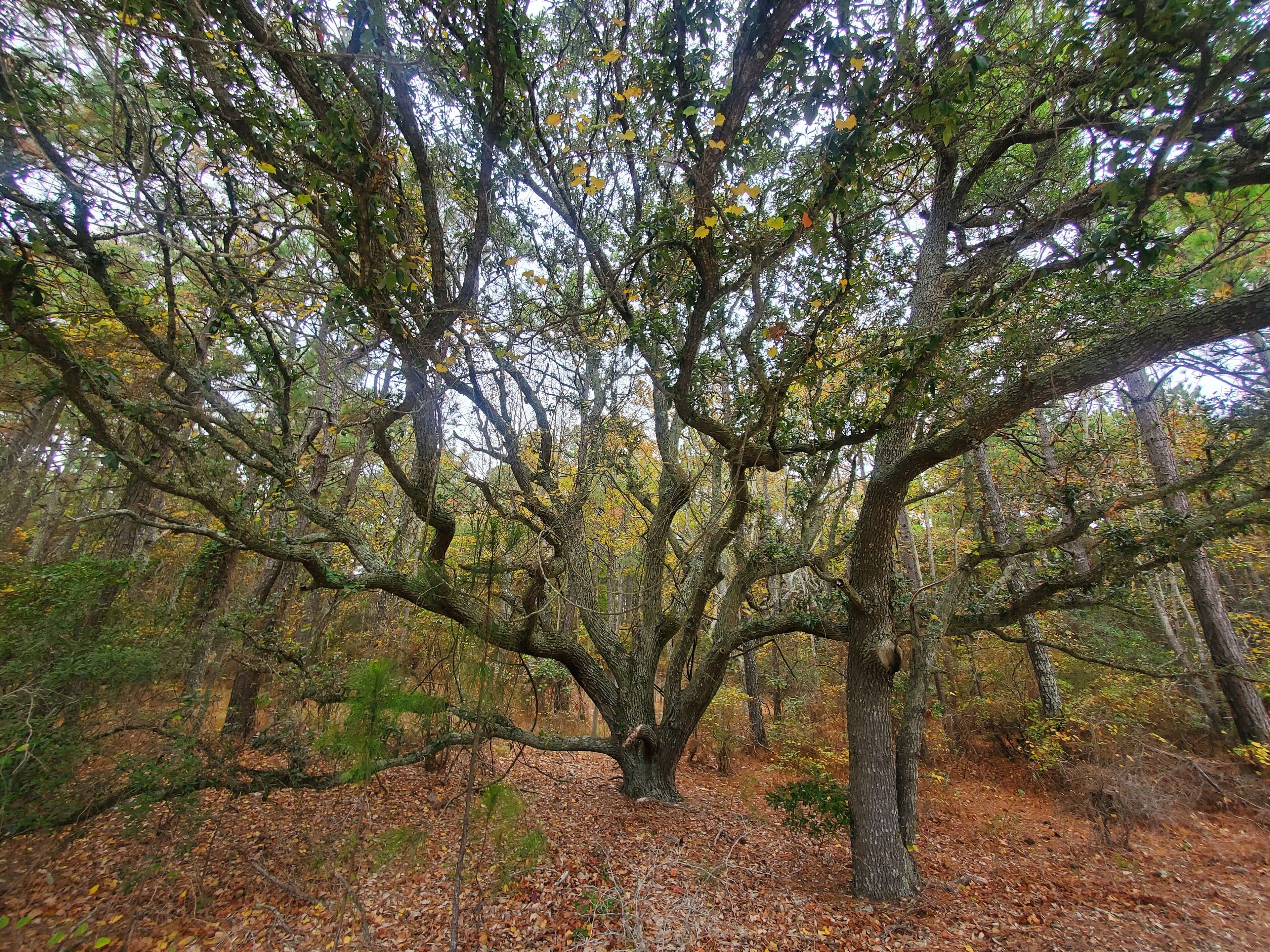 Ein Wald mit einem großen Baum in der Mitte, umgeben von kleineren Bäumen und einem mit herabgefallenen Blättern bedeckten Boden.