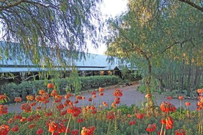 Property grounds - Casuarina Motel Suites (Pokolbin)