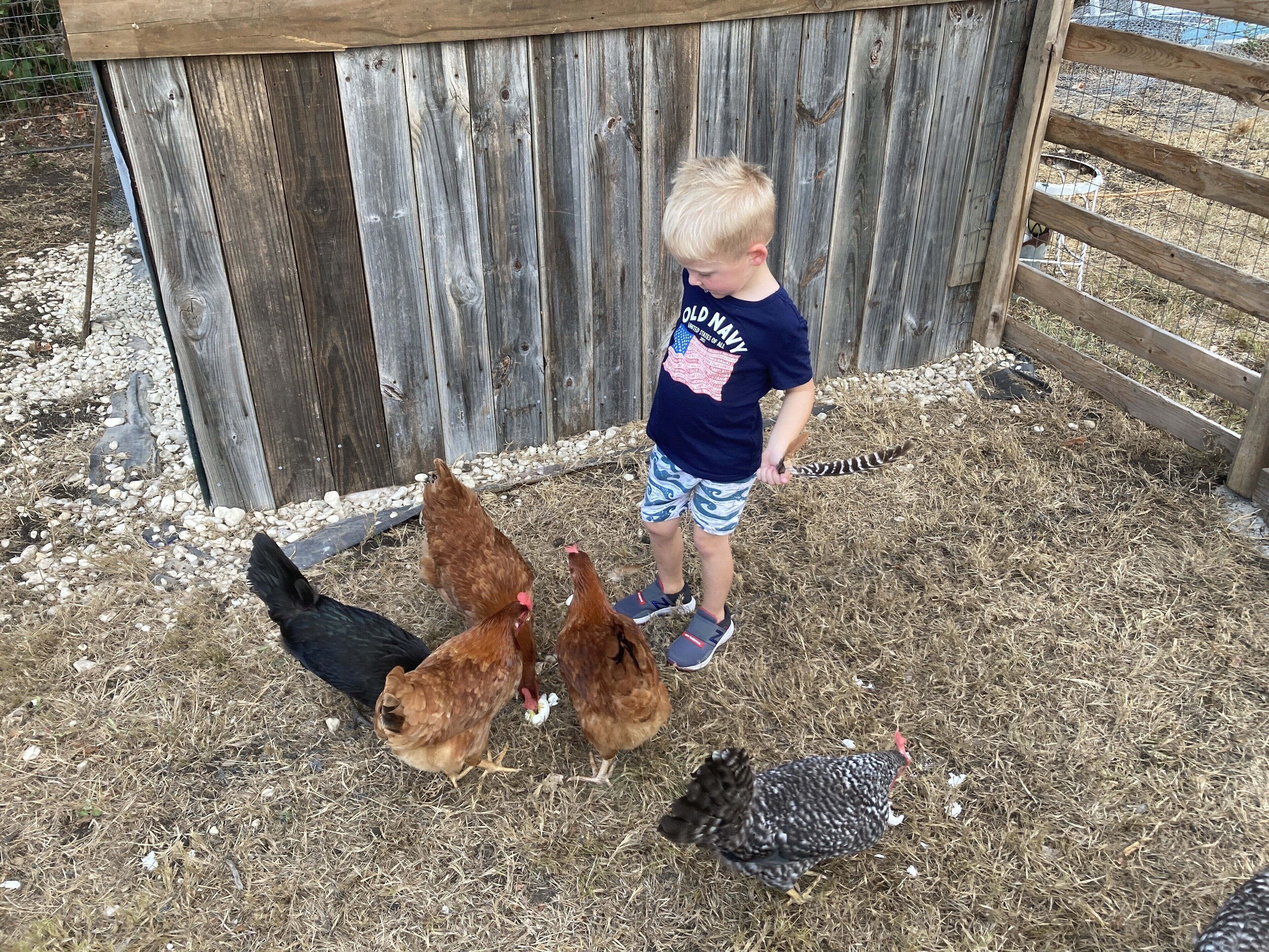 Un enfant se tient dans un espace clos, entouré de poulets.