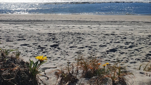 A beach with footprints and sparse vegetation. - The Gin Trap (Pukehina)