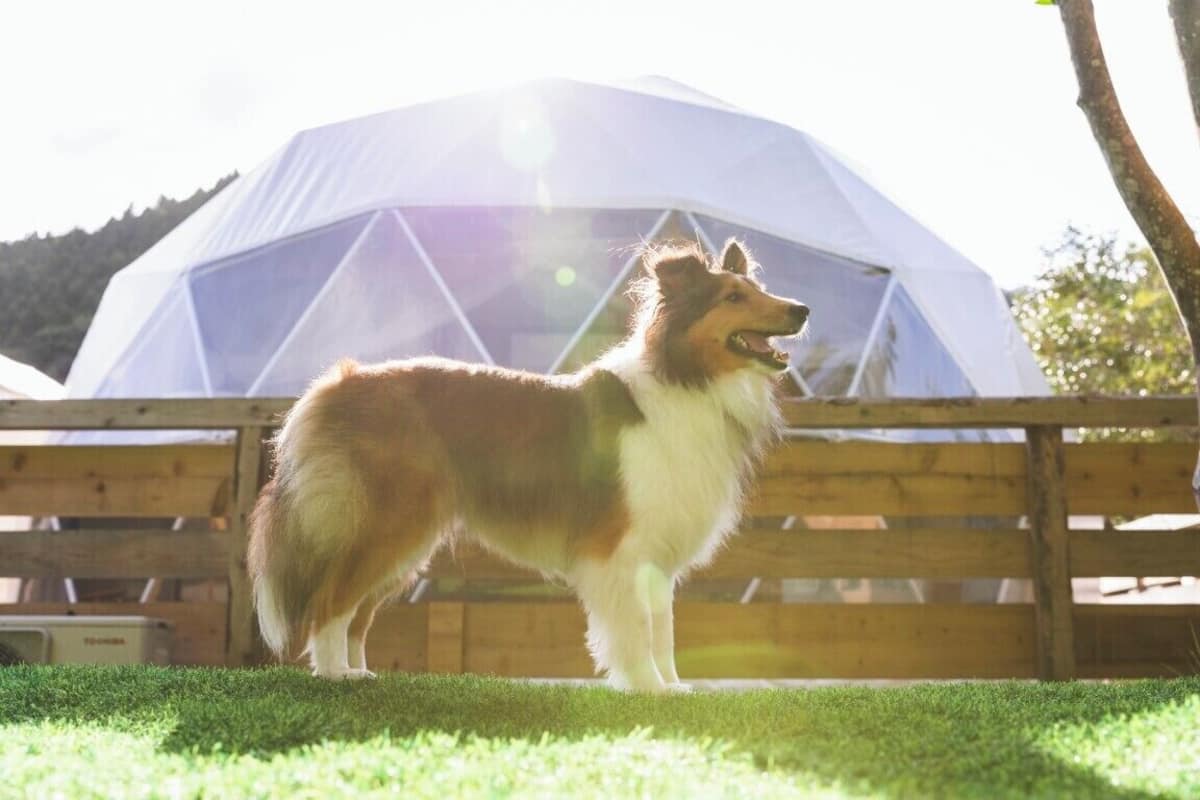 Een hond die voor een witte tent staat.