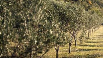 Cottage (One Bedroom Cottage with Terrace) | Garden