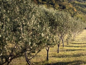 Cottage (One Bedroom Cottage with Terrace) | Garden