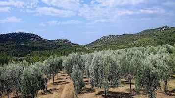 Cottage (One Bedroom Cottage with Terrace) | Garden