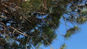 Una marina con barche ormeggiate, circondata da alberi e un cielo sereno.