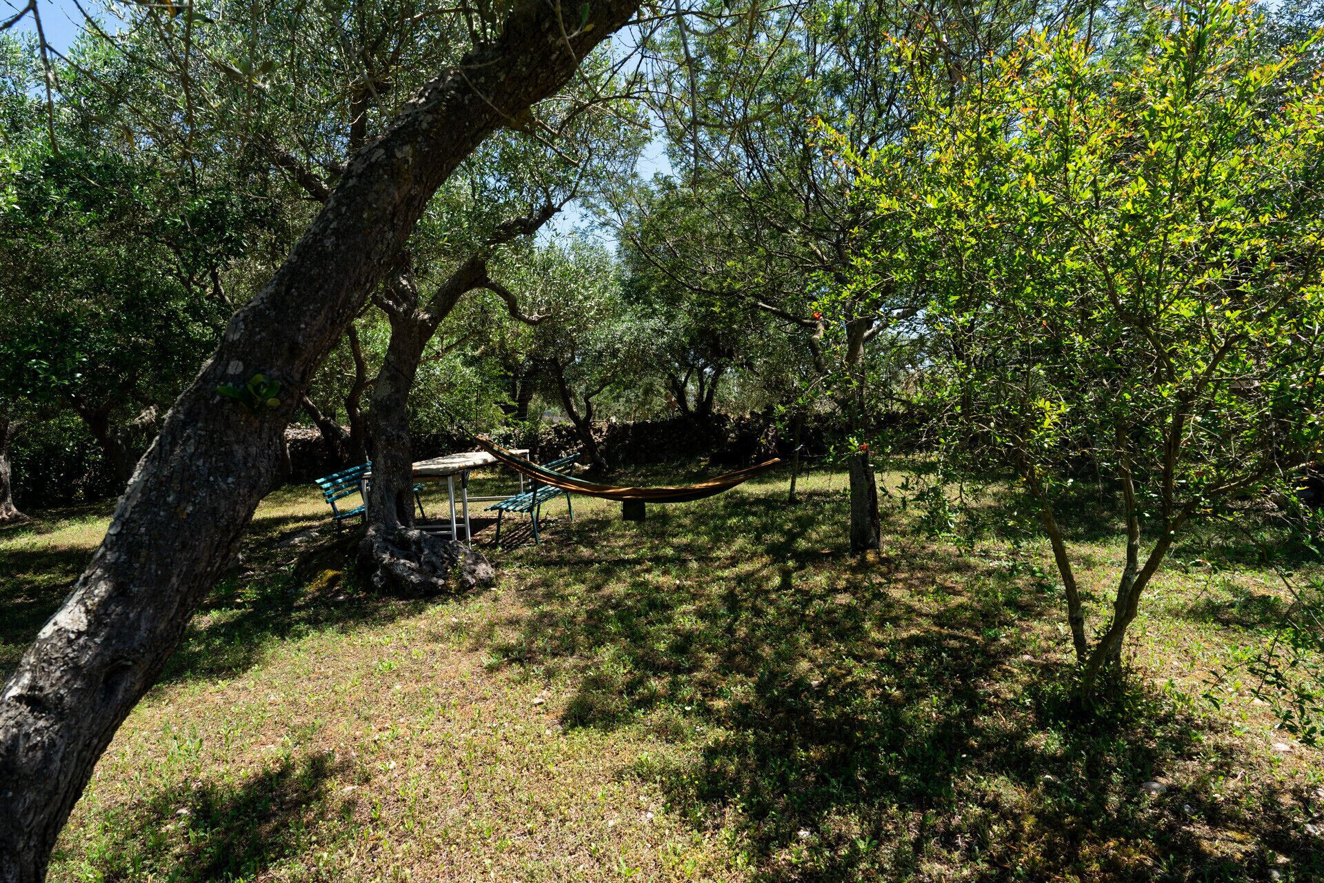 A park with trees, a hammock, and a bench.
