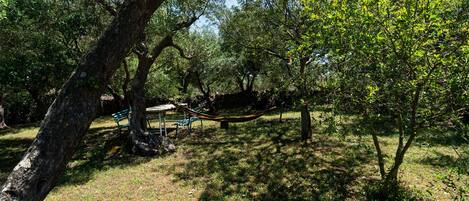 A park with trees, a hammock, and a bench.