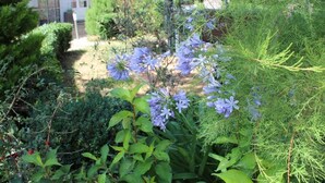 A garden with various plants and flowers, including blue flowers and green foliage. - 5 Grande Rue (Le Lude)